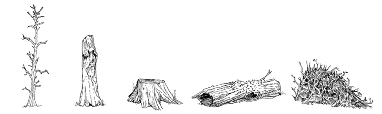 Dead wood structures, NeighborWood Watch